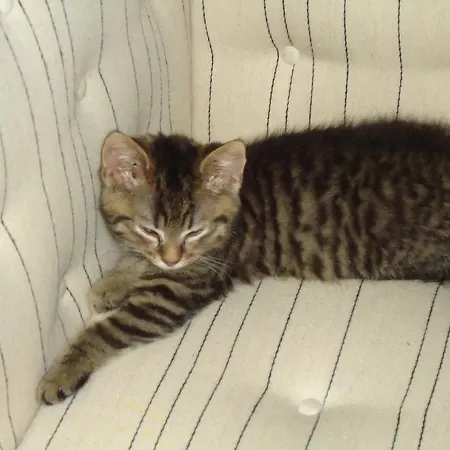 Foldenhus Ferieboliger Og Bogense