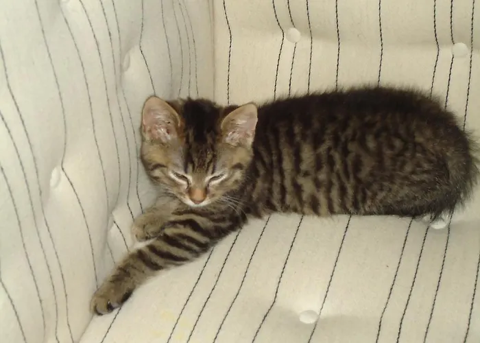 Foldenhus Ferieboliger Og Bogense